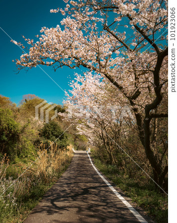 [Spring] Cherry blossoms under the blue sky Somei Yoshino 101923066
