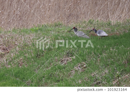Breeding crested ibis performing courtship behavior 101923164