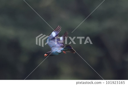 Flying skunk Flying skunk 101923165