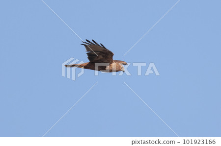 Maruhi in flight against the blue sky Maruhi in flight against the blue sky 101923166