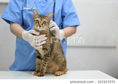 An adorable domestic cat in the examination room with a female veterinarian 101923555