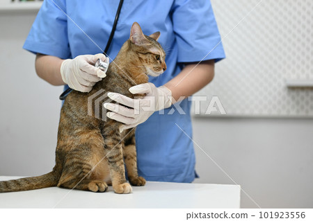 A veterinarian is examining ill adorable domestic cat at animals hospital. A veterinarian is examining ill adorable domestic cat at animals hospital. 101923556