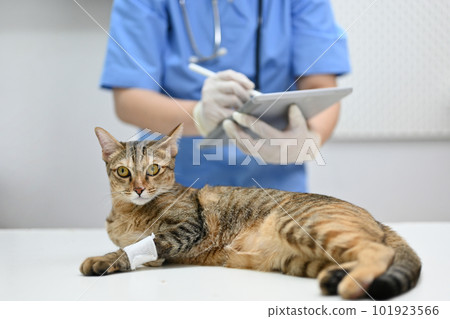 An injured cat is being checked up by a veterinarian in an examination room at a vet clinic. 101923566