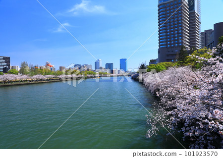 Cherry blossom trees in full bloom along the Okawa 101923570