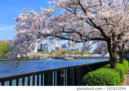 Cherry blossom trees in full bloom along the Okawa river and cruising Cherry blossom trees in full bloom along the Okawa river and cruising 101923594