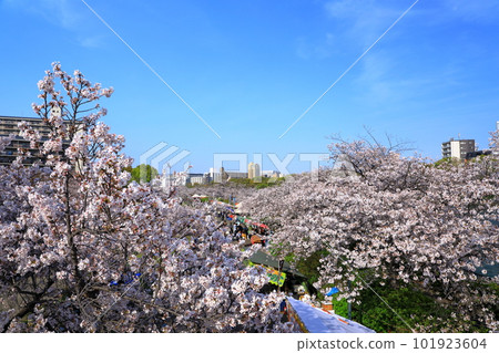 Rows of cherry blossom trees in full bloom along the Okawa river and cherry blossom viewers 101923604