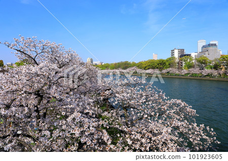 Cherry blossom trees in full bloom along the Okawa 101923605