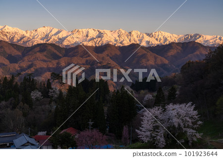 《Nagano Prefecture》Northern Alps Morgenroth in spring with remaining snow 101923644
