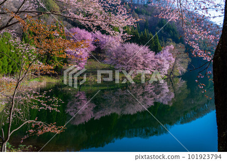 [Spring in Shinshu] Oyamazakura at Lake Nakatsuna [Nagano Prefecture] 101923794