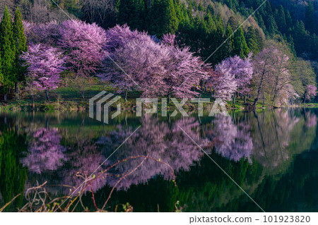 [Spring in Shinshu] Oyamazakura at Lake Nakatsuna [Nagano Prefecture] 101923820