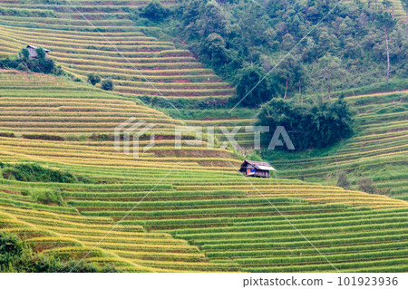 Rice fields at Northwest Vietnam 101923936