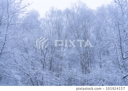 《長野縣》白霜之森,聖高原 《長野縣》白霜之森,聖高原 101924157