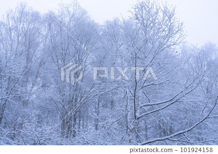 《Nagano Prefecture》 Forest of Hoarfrost, Hijiri Kogen 101924158