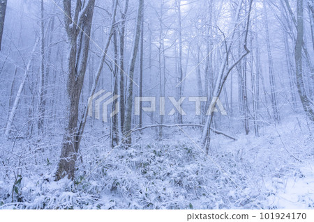 《Nagano Prefecture》 Forest of Hoarfrost, Hijiri Kogen 101924170