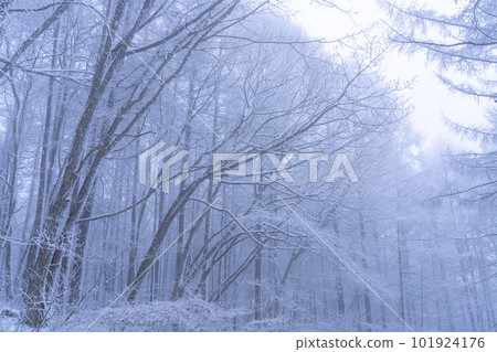 《長野縣》白霜之森，聖高原 101924176