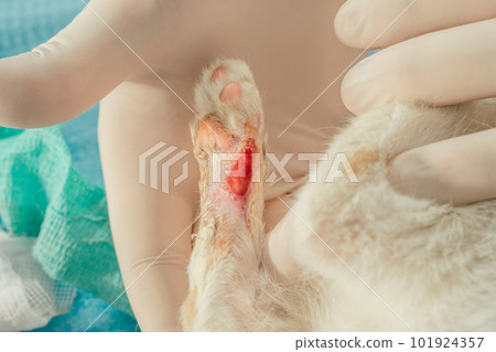 Hands of male veterinarian in gloves hold white and ginger kitten on table and treat injured paw with wound Hands of male veterinarian in gloves hold white and ginger kitten on table and treat injured paw with wound 101924357