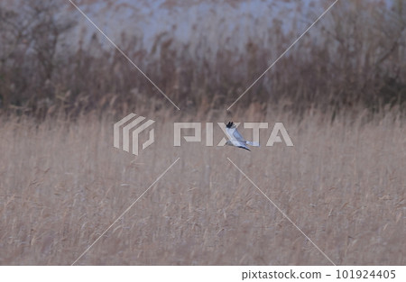 A male gray parrot in flight over Yoshihara 101924405