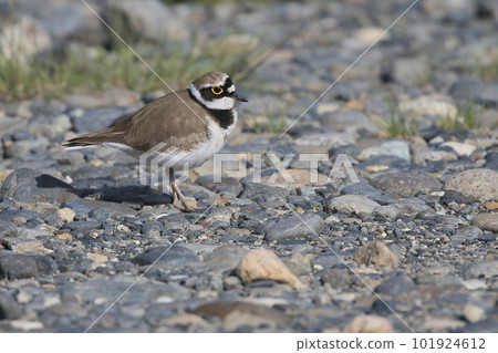 A female Little-eared Plover that came to the nesting site 101924612