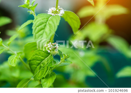 Fresh peppermint trees in organig garden 101924696