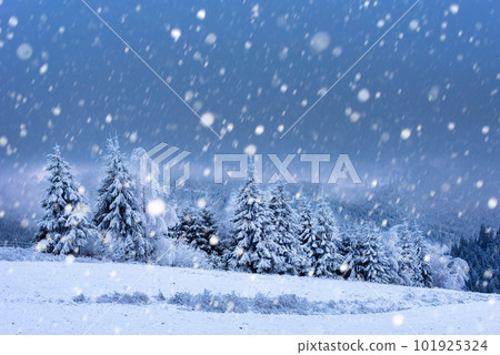 Christmas background with snowy fir trees 101925324