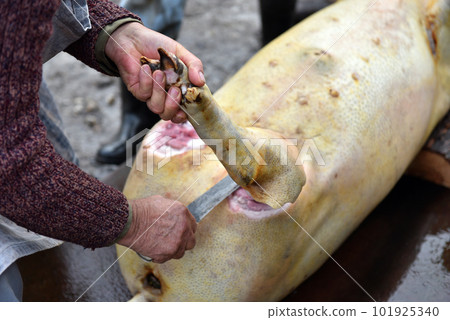 Slaughterman is cutting off the legs of the pig Slaughterman is cutting off the legs of the pig 101925340