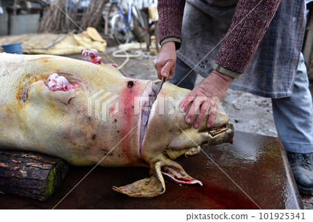 Slaughterman is cutting off the head of the pig Slaughterman is cutting off the head of the pig 101925341