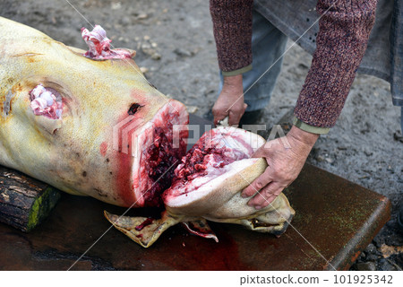 Slaughterman is cutting off the head of the pig Slaughterman is cutting off the head of the pig 101925342