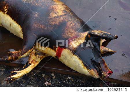 Slaughter remove the hair of the pig with a knife Slaughter remove the hair of the pig with a knife 101925345