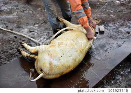 Slaughter remove the hair of the pig with a knife Slaughter remove the hair of the pig with a knife 101925346