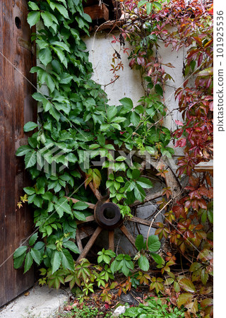 Antique wooden wheel covered with green ivy 101925536