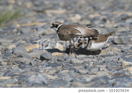A male Little-finger Plover spreads its tail feathers into a fan shape and guides the female to the birthing site. A male Little-finger Plover spreads its tail feathers into a fan shape and guides the female to the birthing site. 101925634