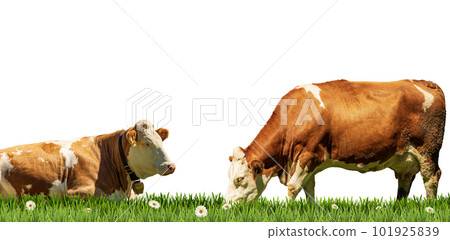 Brown and White Dairy Cows on a Green Pasture Isolated on White Background 101925839