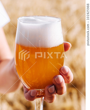 glass of beer in hand against the background of wheat field 101925988