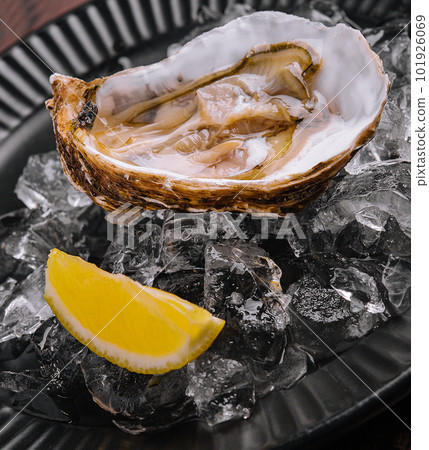 Fresh french appetizer oysters on ice with lemon Fresh french appetizer oysters on ice with lemon 101926069