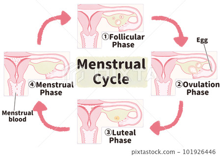 Mechanism of menstruation Illustrated illustration of the menstrual cycle English Mechanism of menstruation Illustrated illustration of the menstrual cycle English 101926446