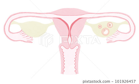 月經週期（月經週期）卵泡期插畫素材 101926457