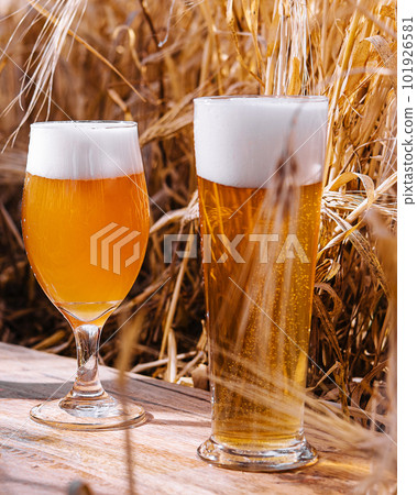 light, unfiltered and dark glasses of beer in a wheat field light, unfiltered and dark glasses of beer in a wheat field 101926581