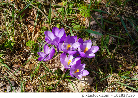 番紅花（北海道的春天） 101927150