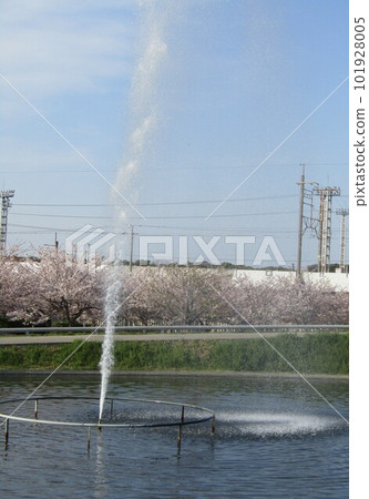 櫻花廣場的池塘里的噴泉正滔滔不絕地噴湧而出 櫻花廣場的池塘里的噴泉正滔滔不絕地噴湧而出 101928005