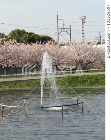 櫻花廣場的池塘里的噴泉正滔滔不絕地噴湧而出 櫻花廣場的池塘里的噴泉正滔滔不絕地噴湧而出 101928007
