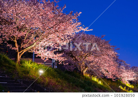 《靜岡縣》河津櫻花和夜櫻盛開的南伊豆町 101928050