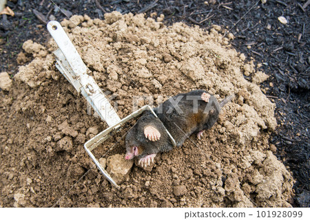 Caught european mole inside a trap placed on mole hill 101928099