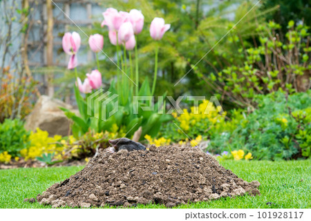 European mole (Talpa europaea) destroying lawn with its mole hills and underground tunnels 101928117
