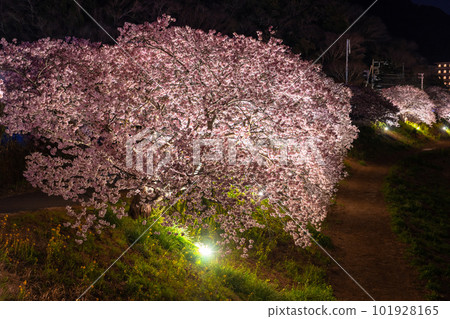《靜岡縣》河津櫻花和夜櫻盛開的南伊豆町 101928165