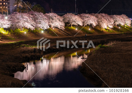 《Shizuoka Prefecture》 Minamiizu Town where Kawazu cherry blossoms and night cherry blossoms are in full bloom 101928166