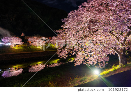 《靜岡縣》河津櫻花和夜櫻盛開的南伊豆町 101928172