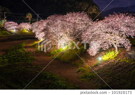 《靜岡縣》河津櫻花和夜櫻盛開的南伊豆町 《靜岡縣》河津櫻花和夜櫻盛開的南伊豆町 101928173