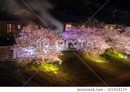 《靜岡縣》河津櫻花和夜櫻盛開的南伊豆町 101928174