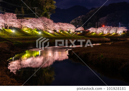 《Shizuoka Prefecture》 Minamiizu Town where Kawazu cherry blossoms and night cherry blossoms are in full bloom 《Shizuoka Prefecture》 Minamiizu Town where Kawazu cherry blossoms and night cherry blossoms are in full bloom 101928181