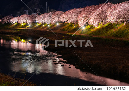 《Shizuoka Prefecture》 Minamiizu Town where Kawazu cherry blossoms and night cherry blossoms are in full bloom 《Shizuoka Prefecture》 Minamiizu Town where Kawazu cherry blossoms and night cherry blossoms are in full bloom 101928182